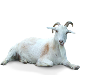 caterers in coimbatore