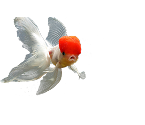 catering services in coimbatore