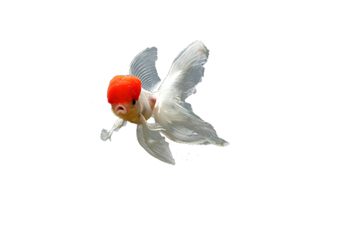 catering services in coimbatore