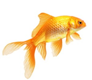 catering services in coimbatore