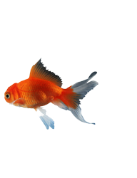 catering services in coimbatore