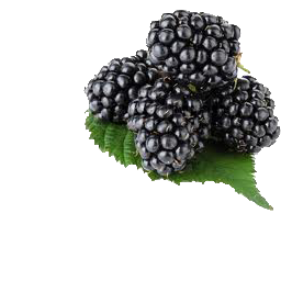 caterers in coimbatore